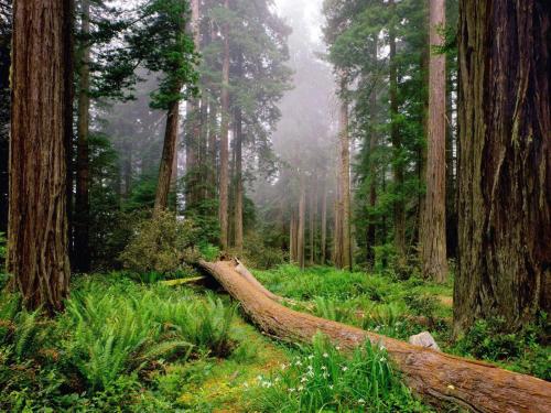 Redwood park California